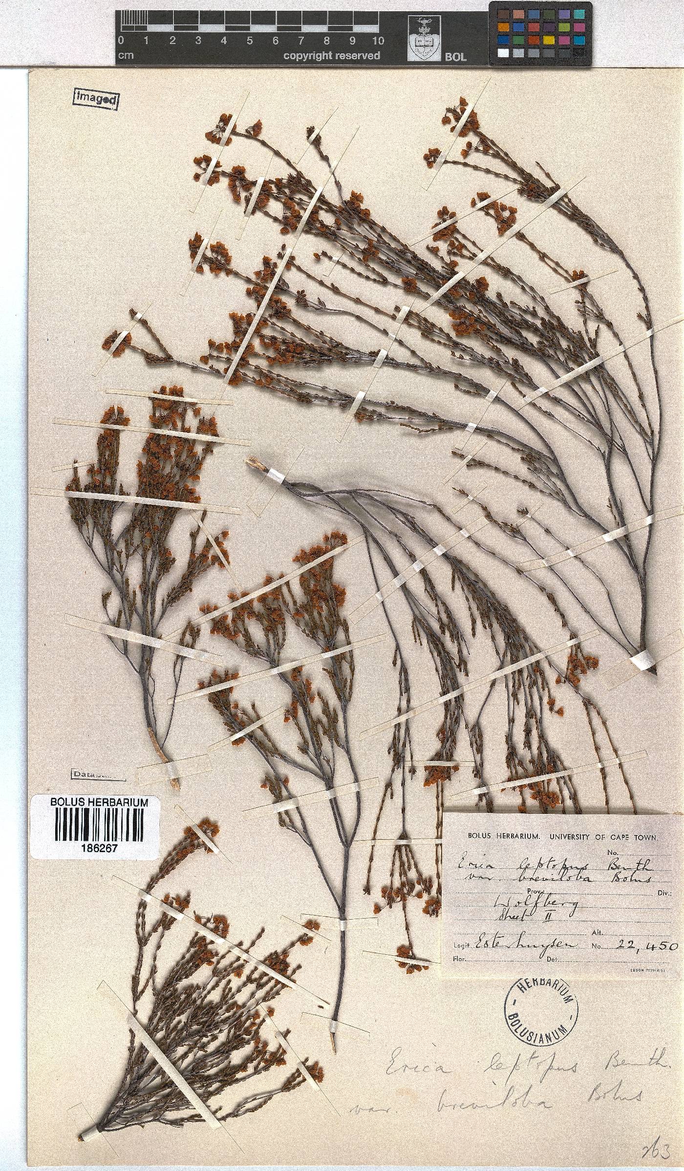 Erica leptopus image