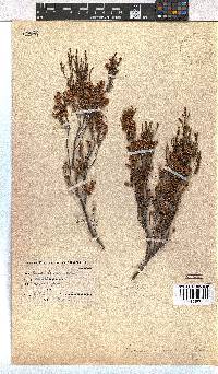 Erica tenuis image