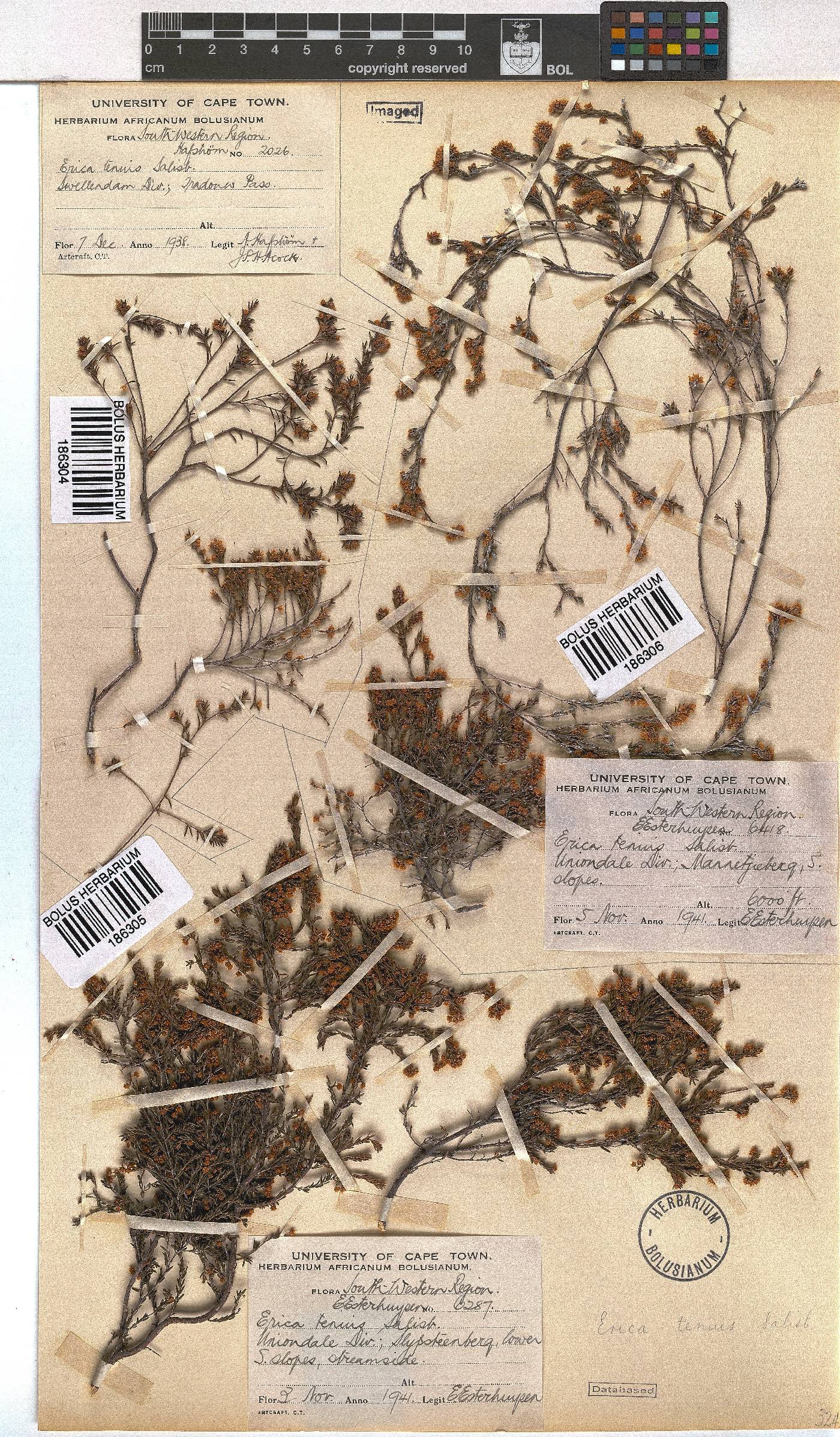 Erica tenuis image