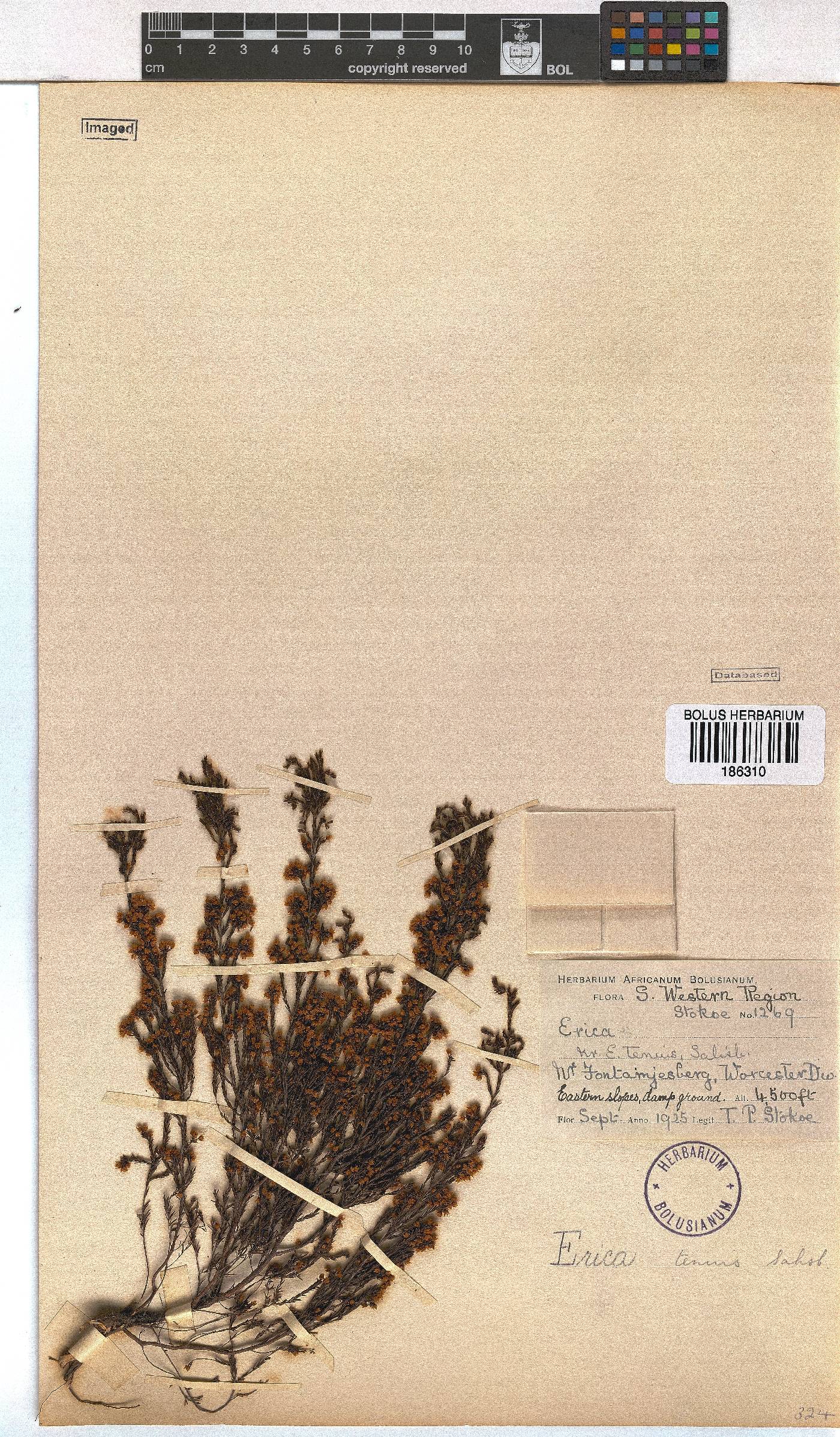 Erica tenuis image