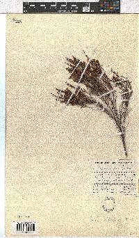 Erica leptopus image