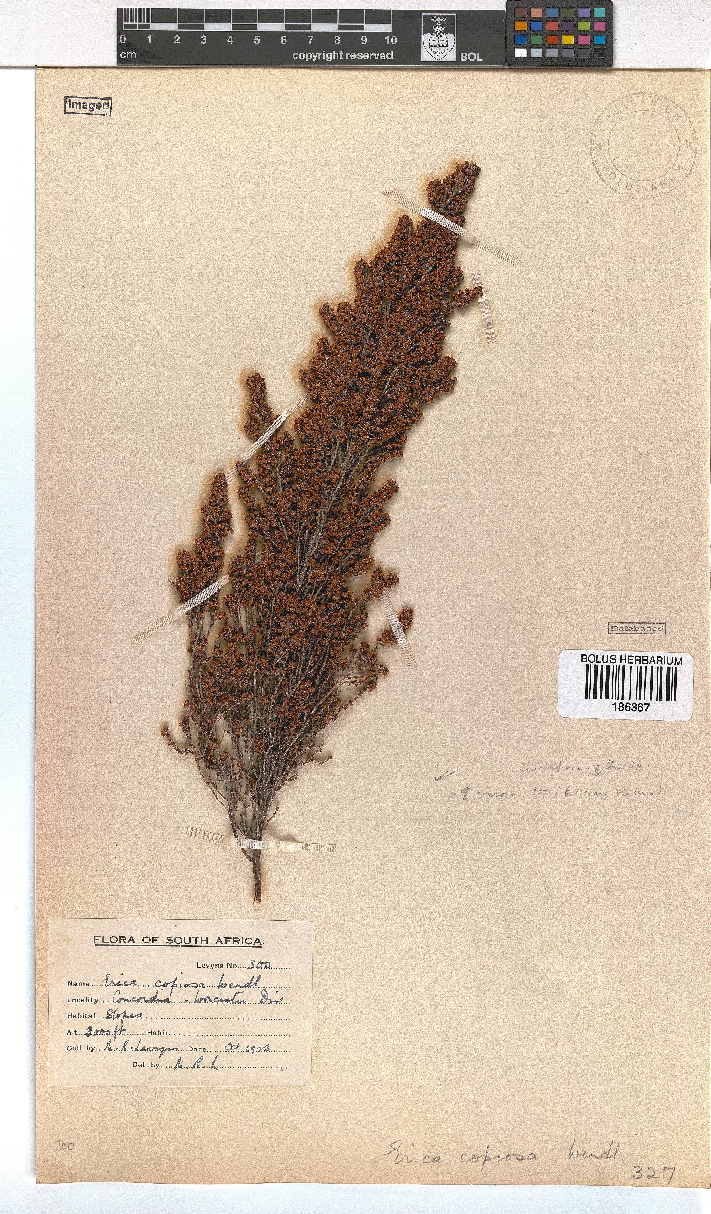 Erica copiosa image