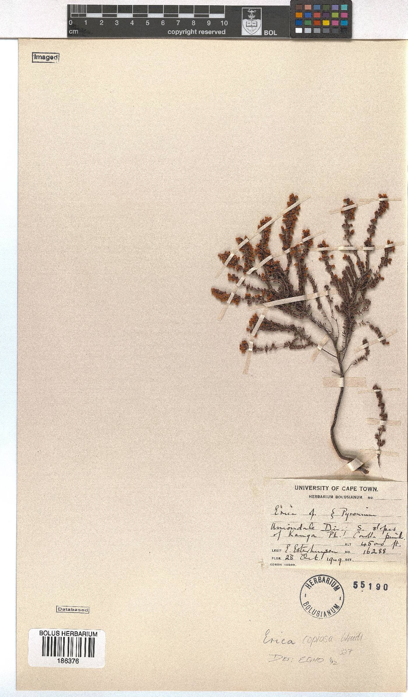 Erica copiosa image