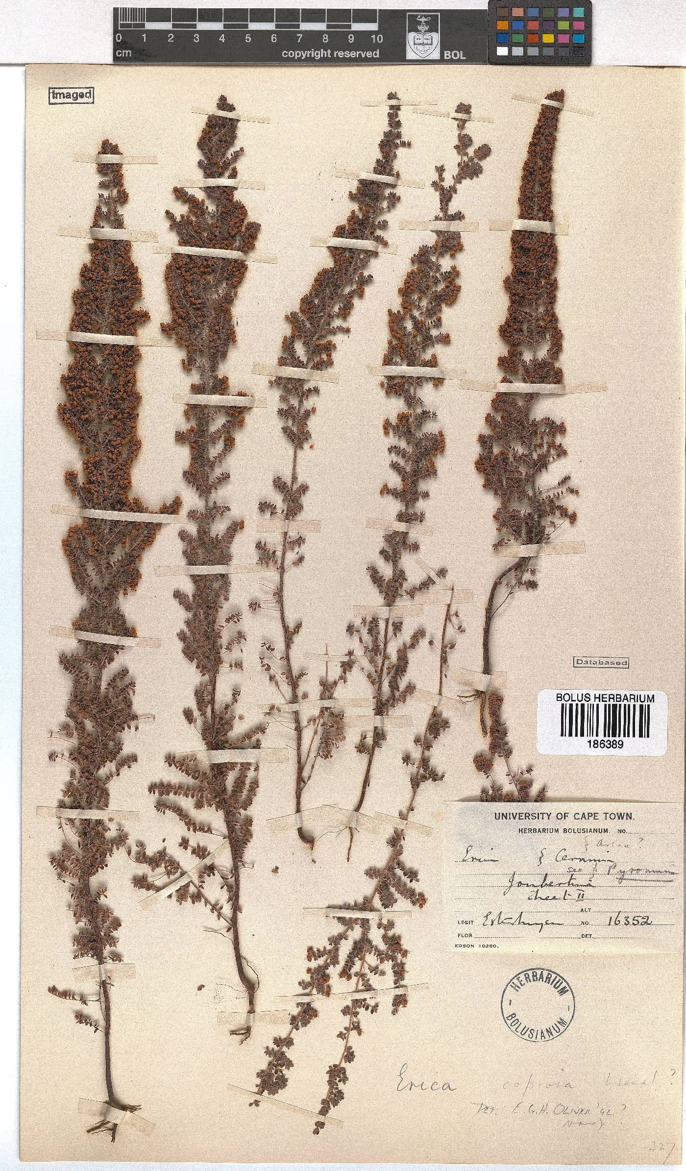 Erica copiosa image