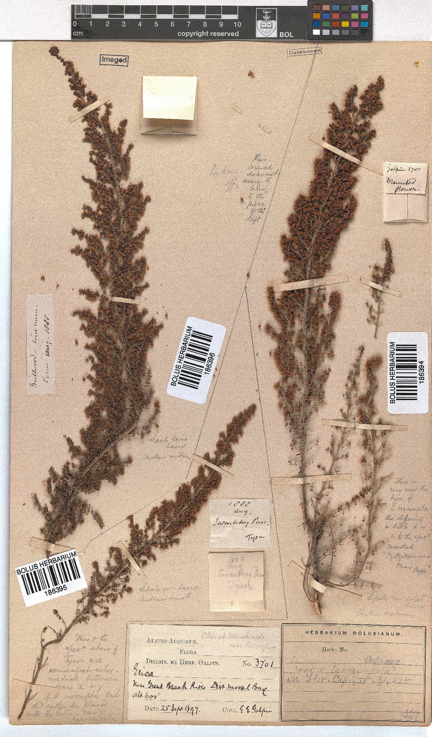 Erica copiosa image