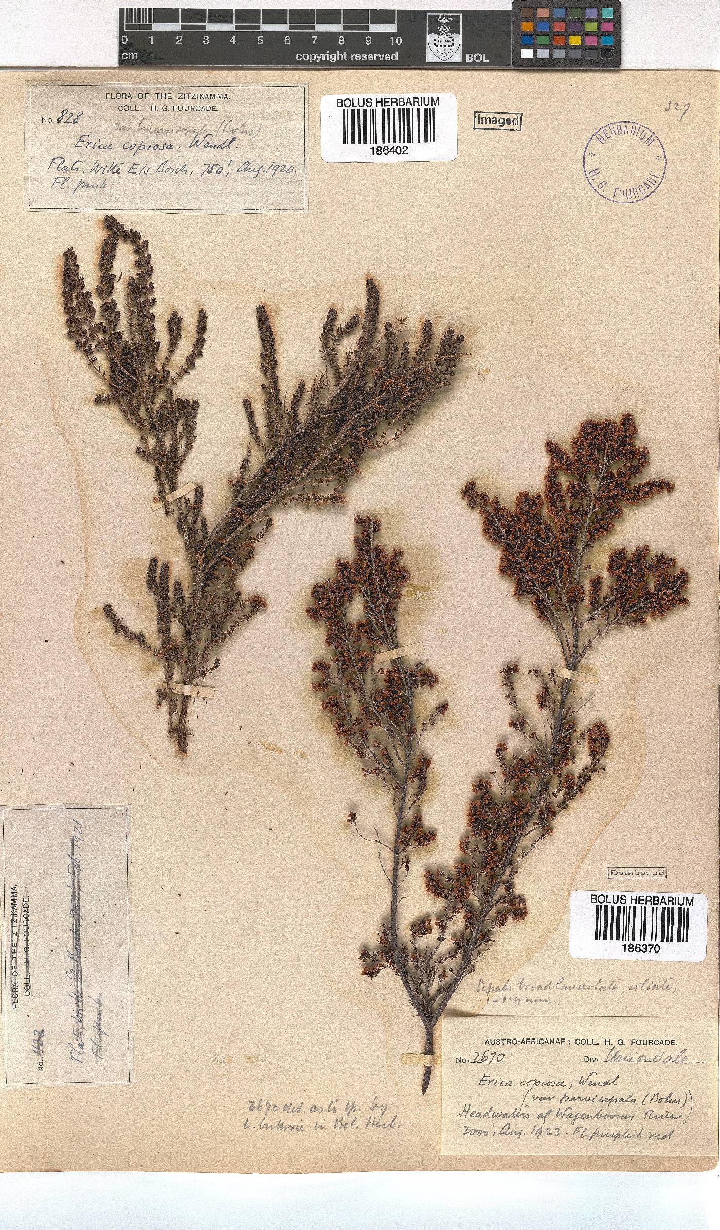 Erica copiosa var. linearisepala image