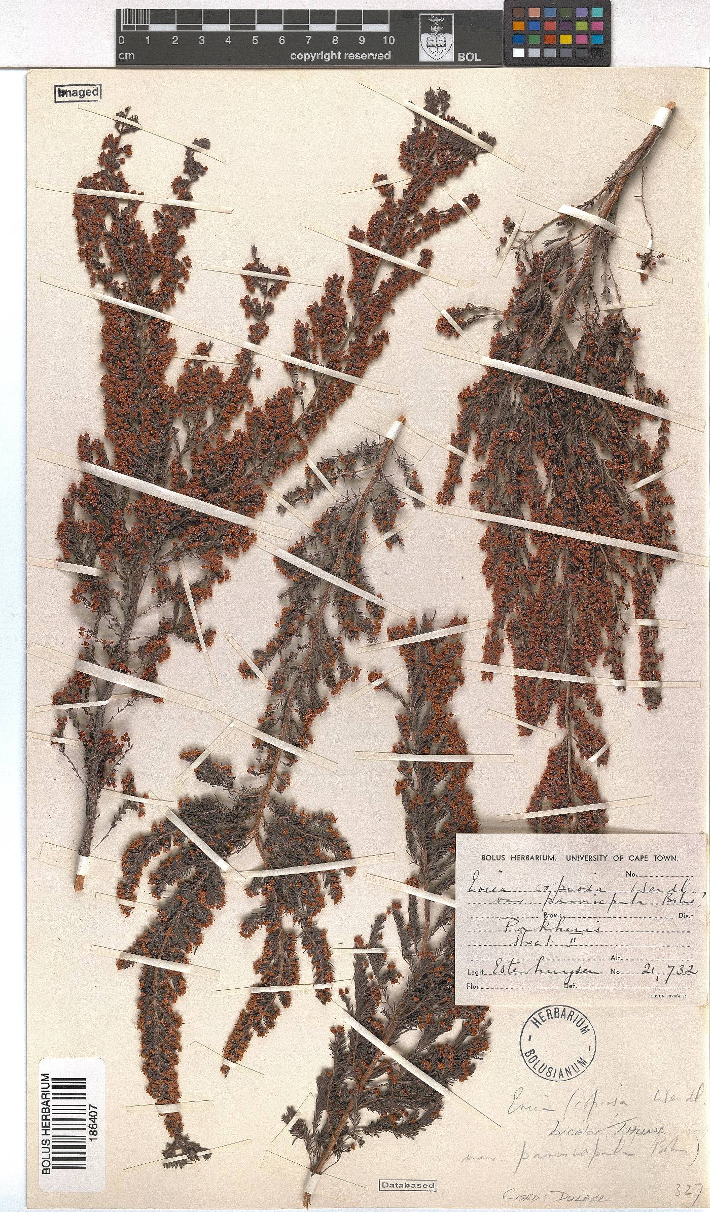 Erica bicolor image