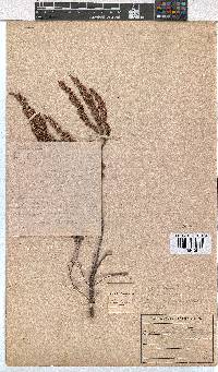 Erica florifera image