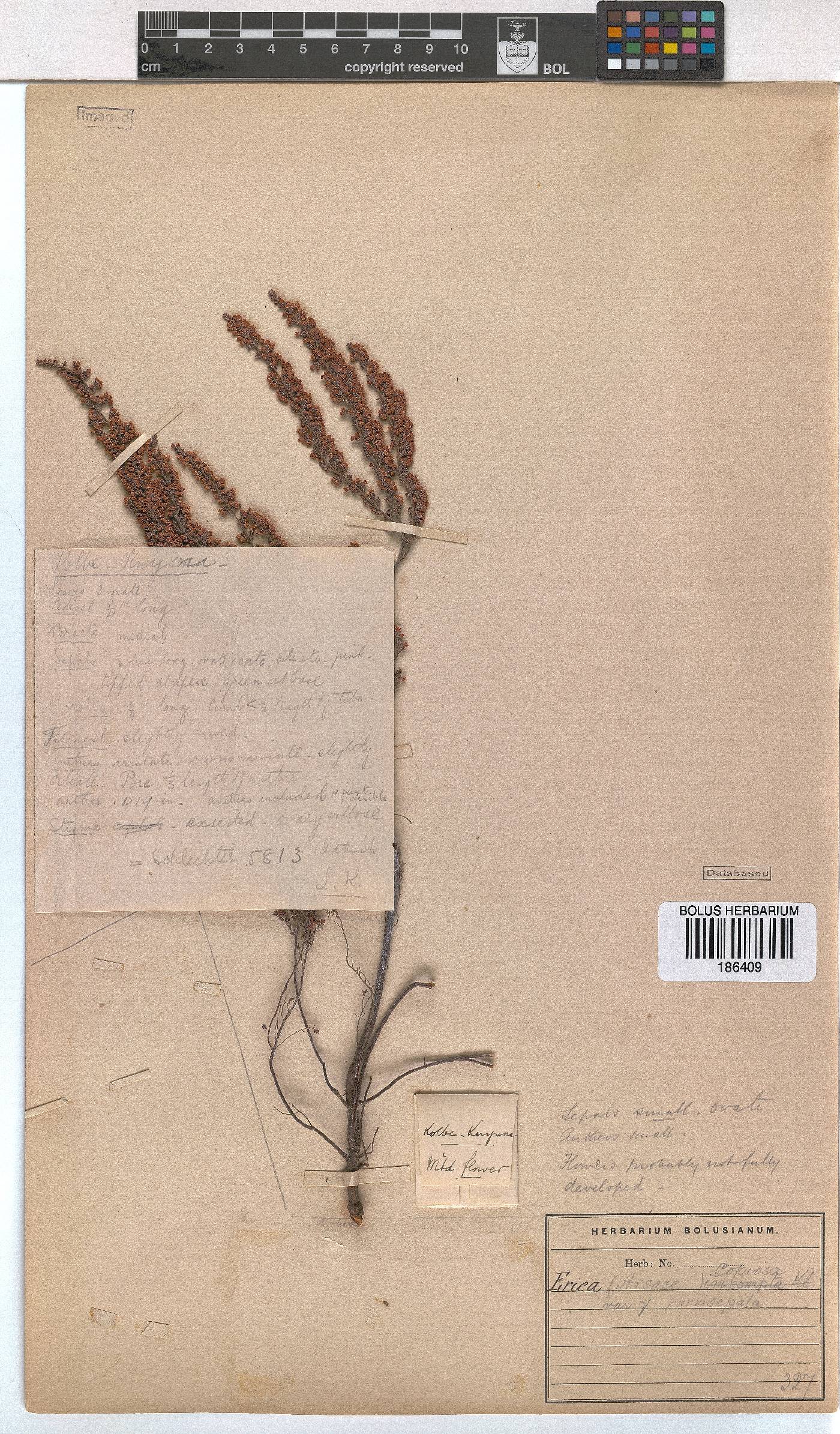 Erica florifera image