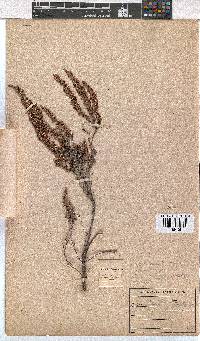 Erica florifera image