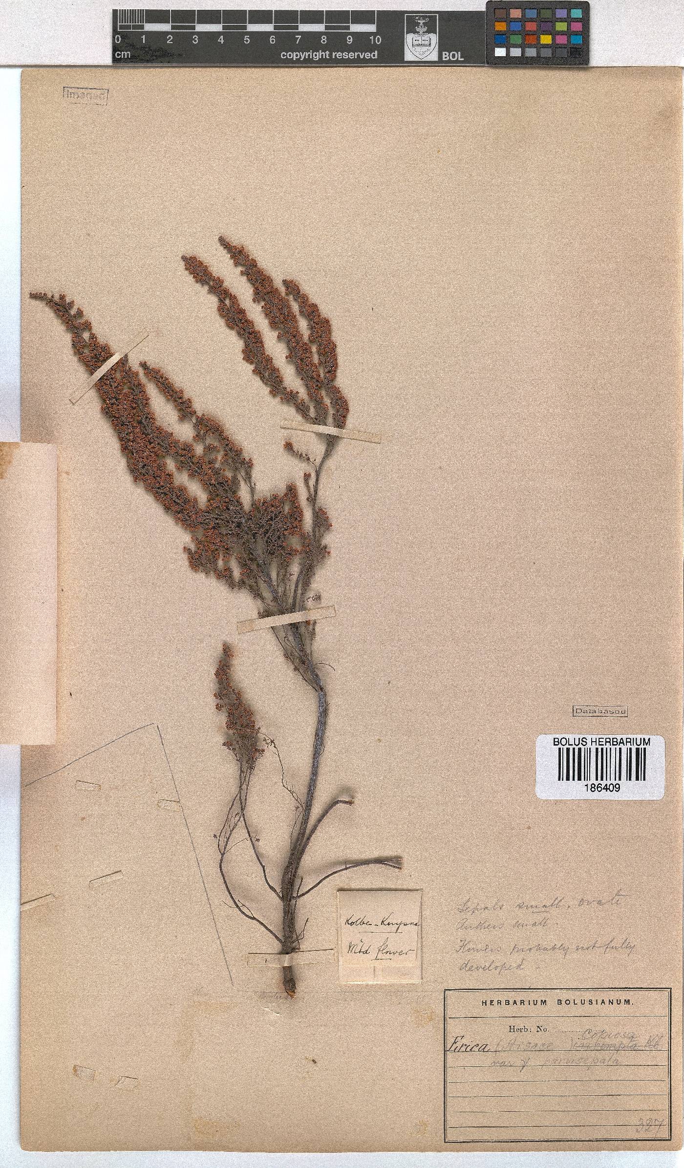Erica florifera image