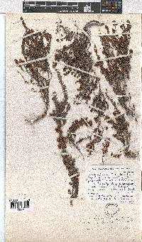 Erica florifera image