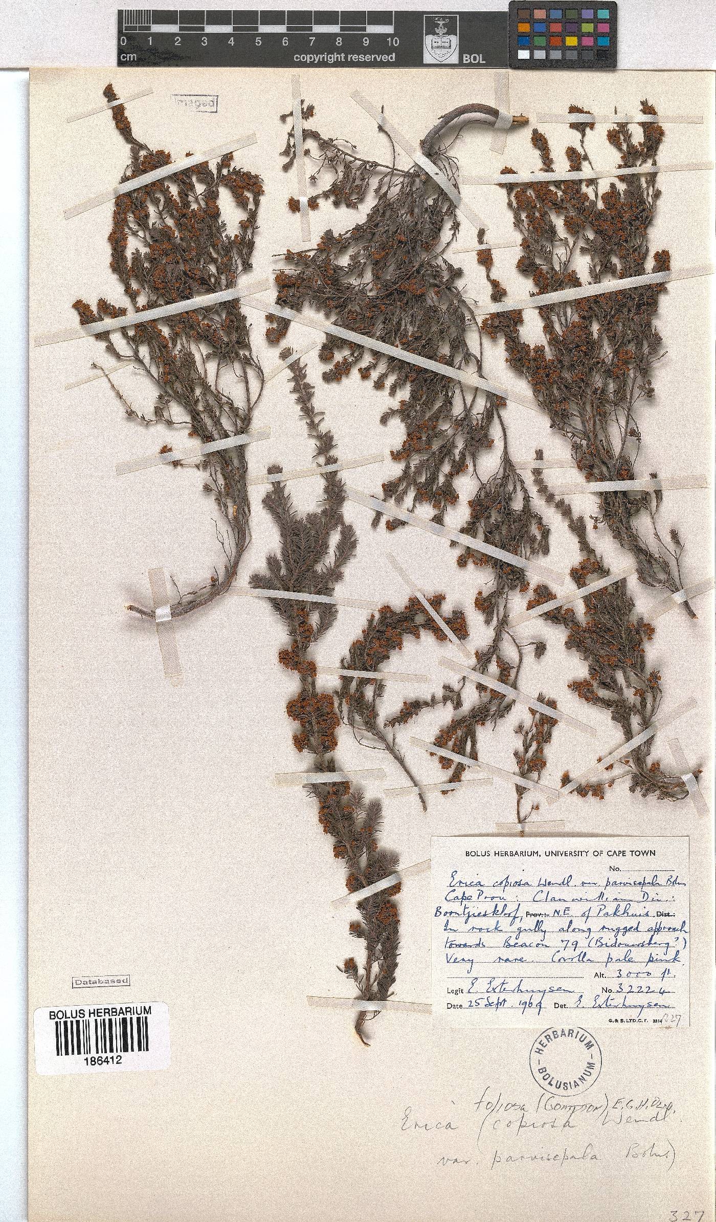 Erica florifera image