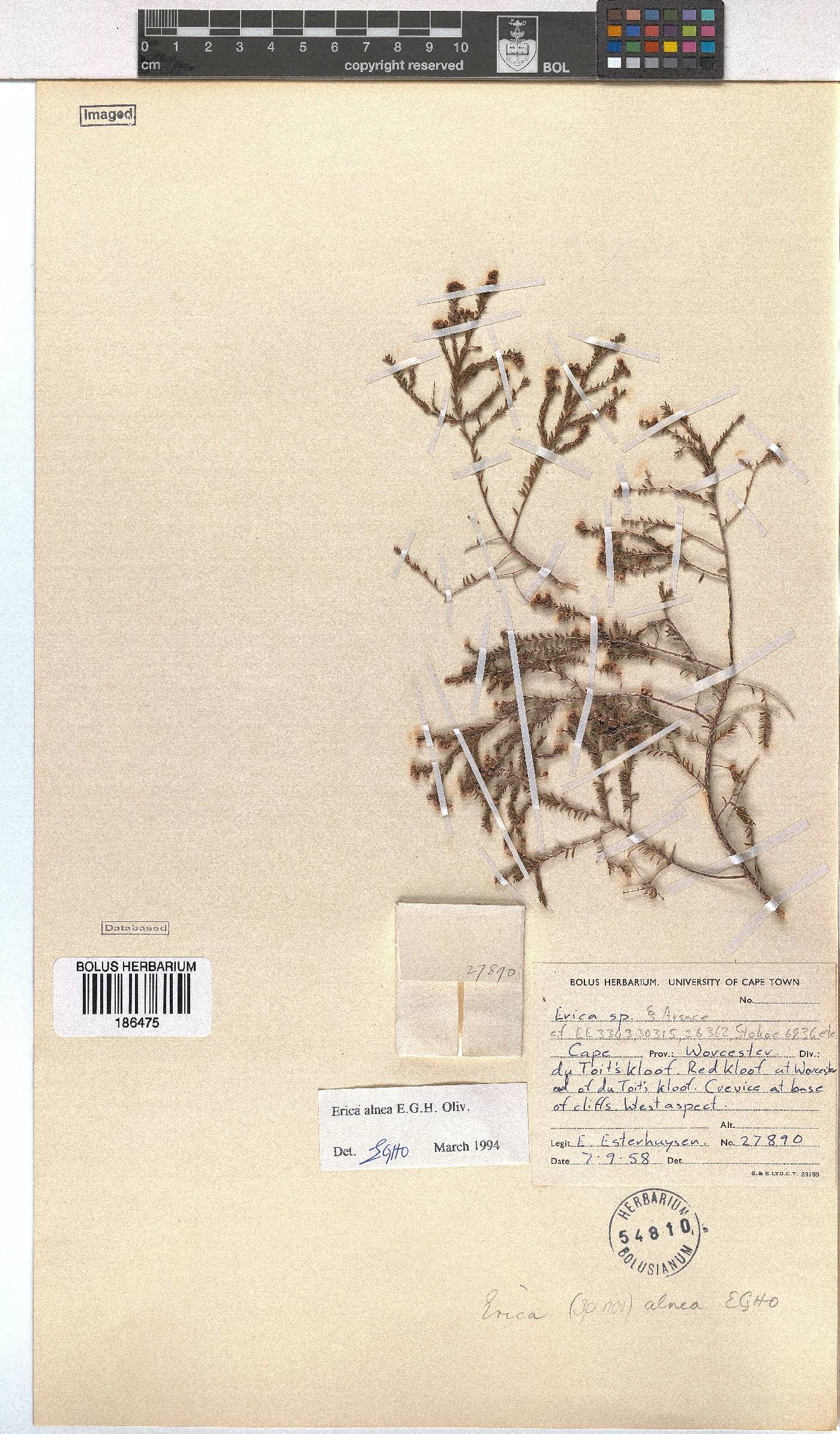 Erica alnea image