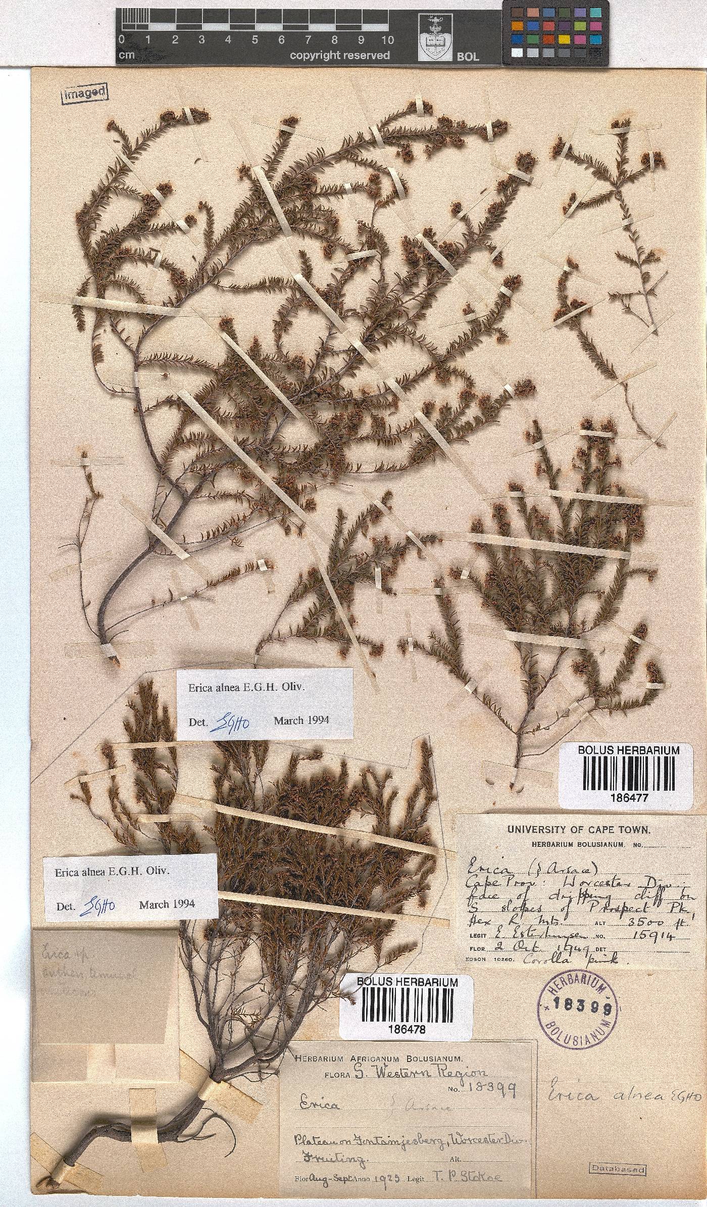 Erica alnea image