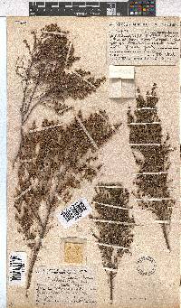 Erica ebracteata image