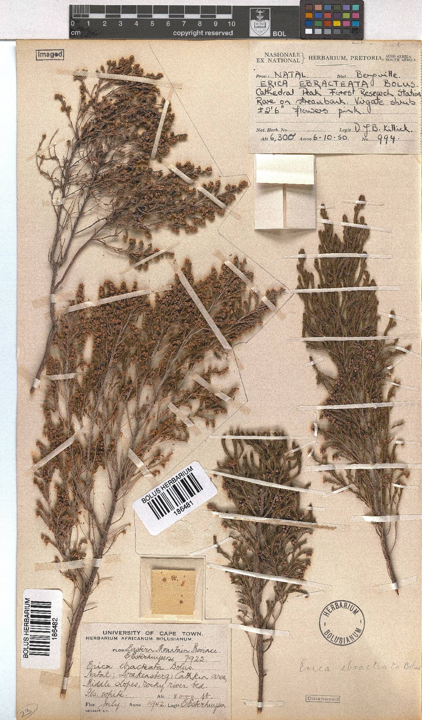 Erica ebracteata image