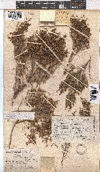 Erica ebracteata image