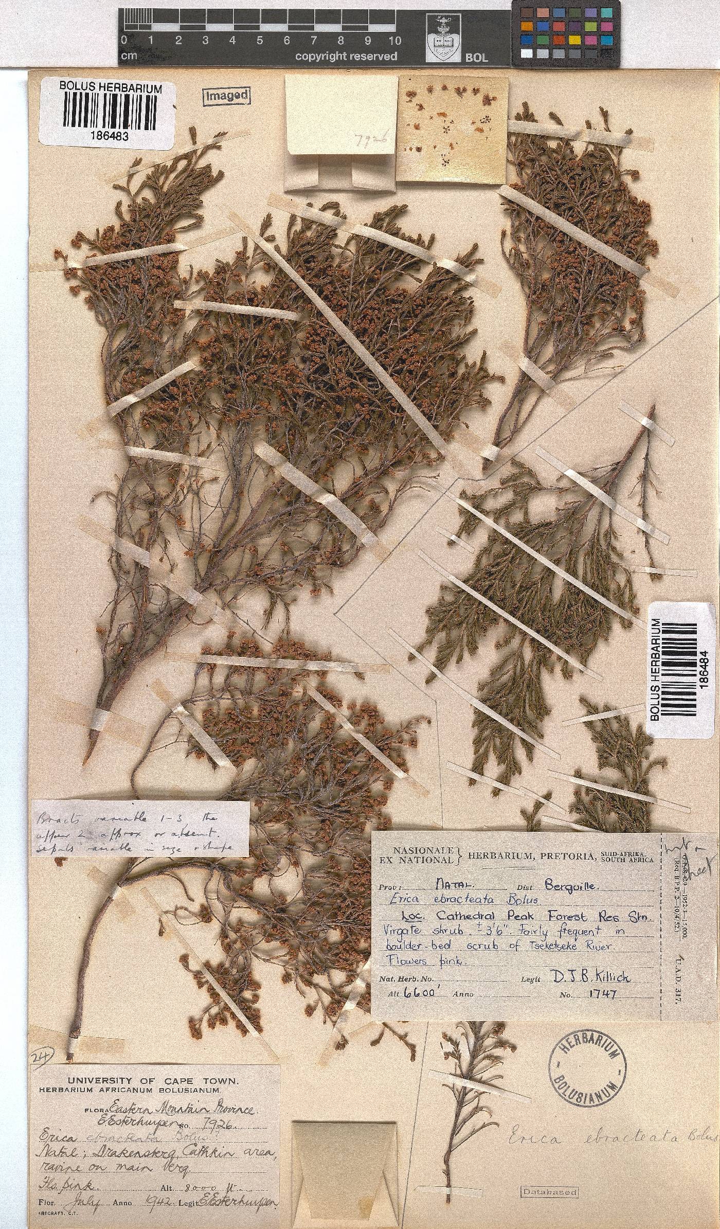 Erica ebracteata image