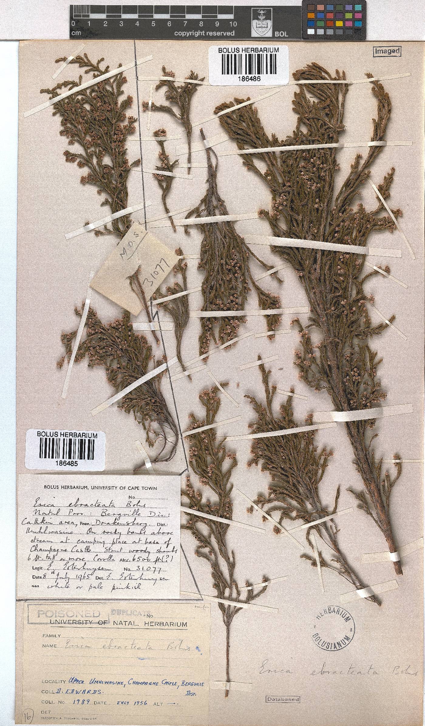 Erica ebracteata image