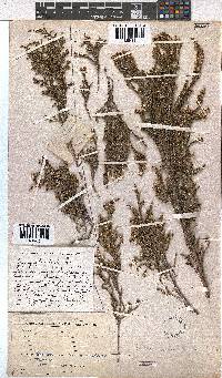 Erica ebracteata image