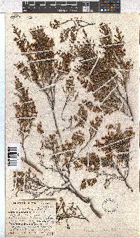 Erica ebracteata image