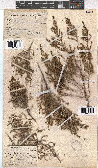 Erica ebracteata image