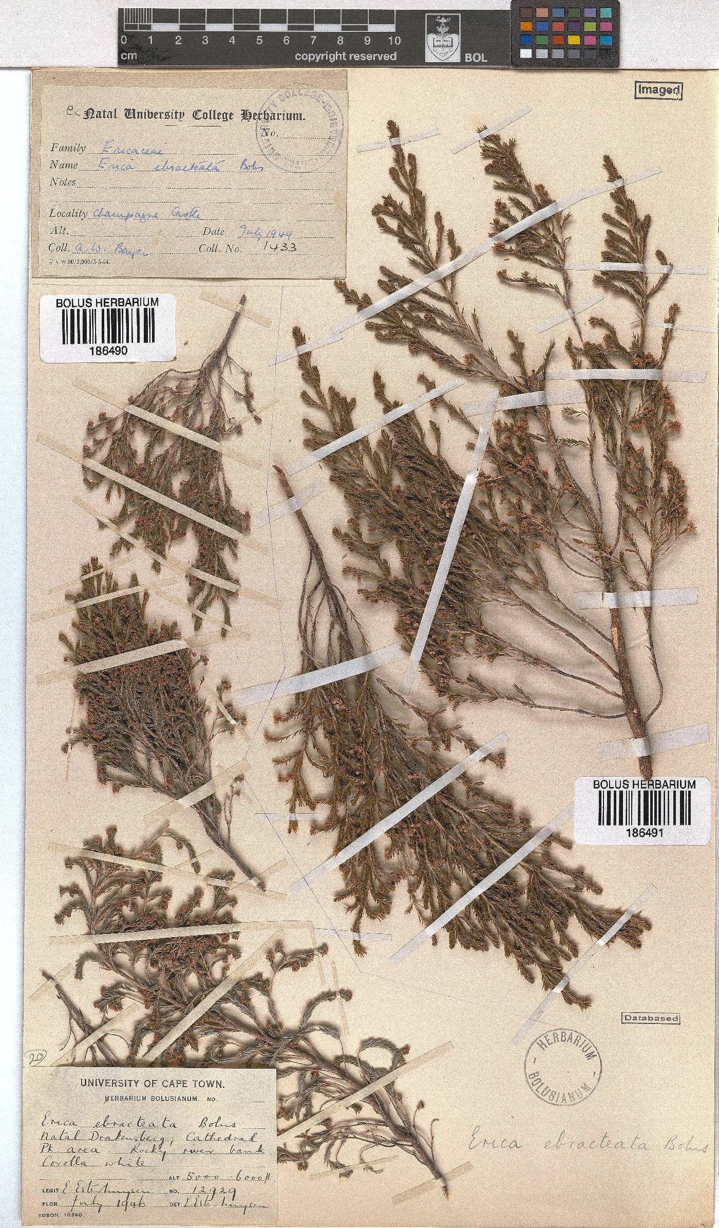 Erica ebracteata image