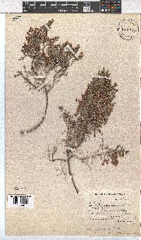 Erica ebracteata image