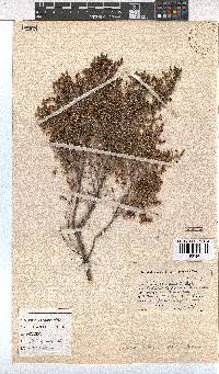 Erica ebracteata image