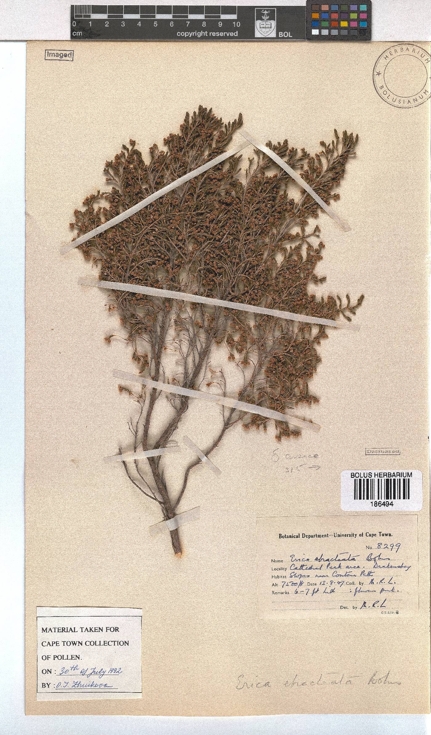 Erica ebracteata image