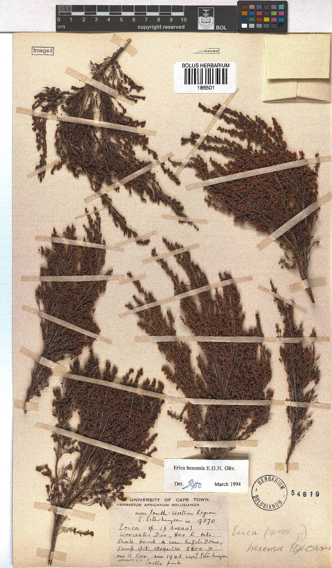 Erica hexensis image