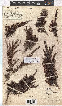 Erica hexensis image