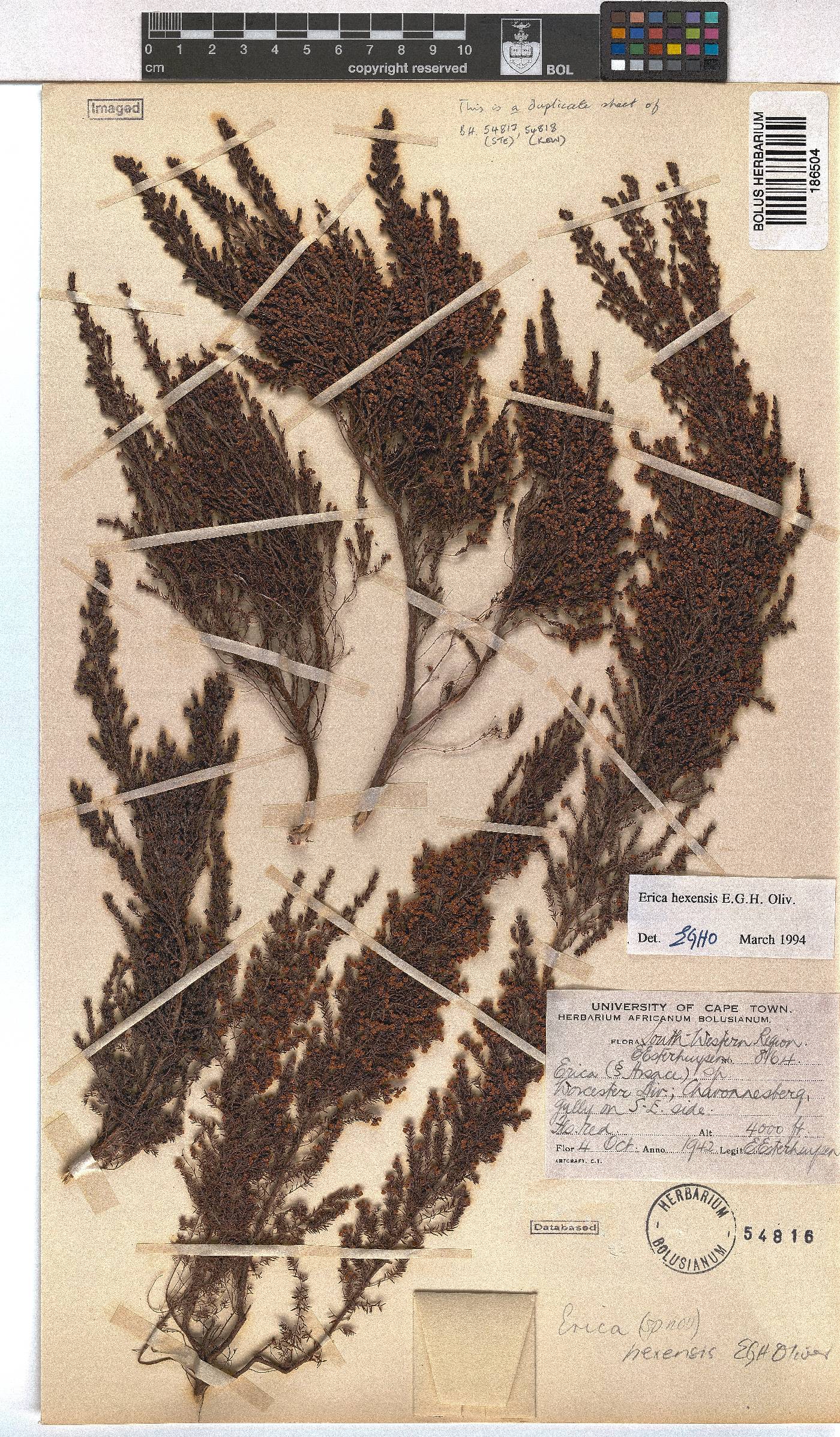 Erica hexensis image