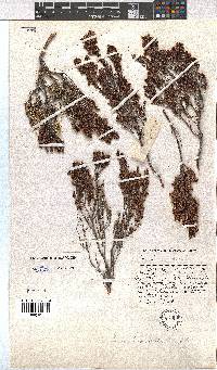 Erica hispiduloides image