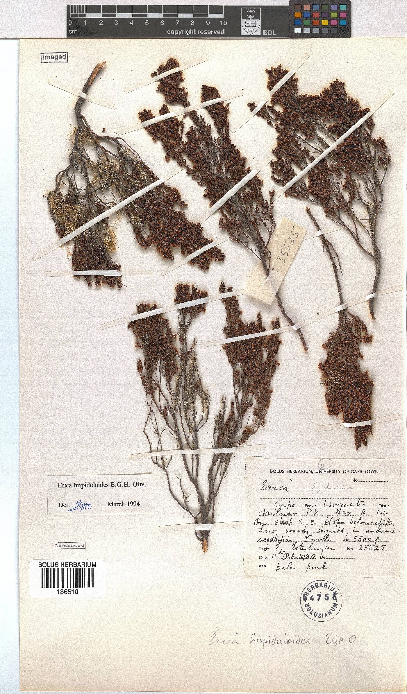 Erica hispiduloides image