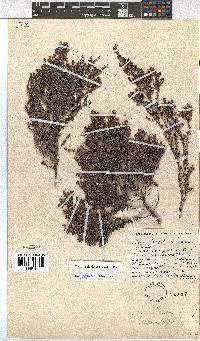 Erica hispiduloides image