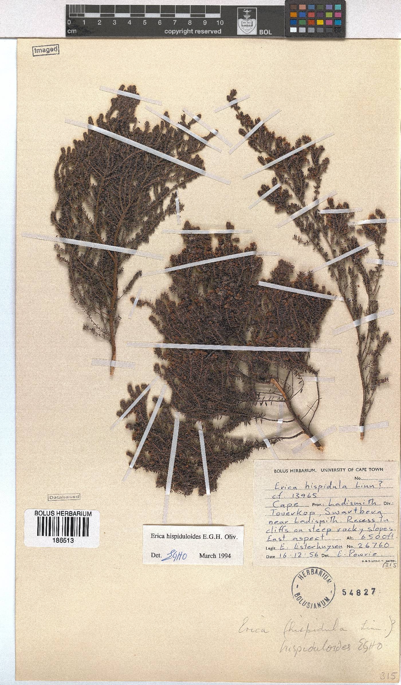 Erica hispiduloides image