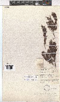 Erica hispiduloides image