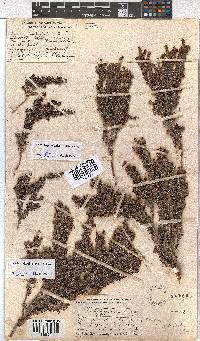 Erica hispiduloides image