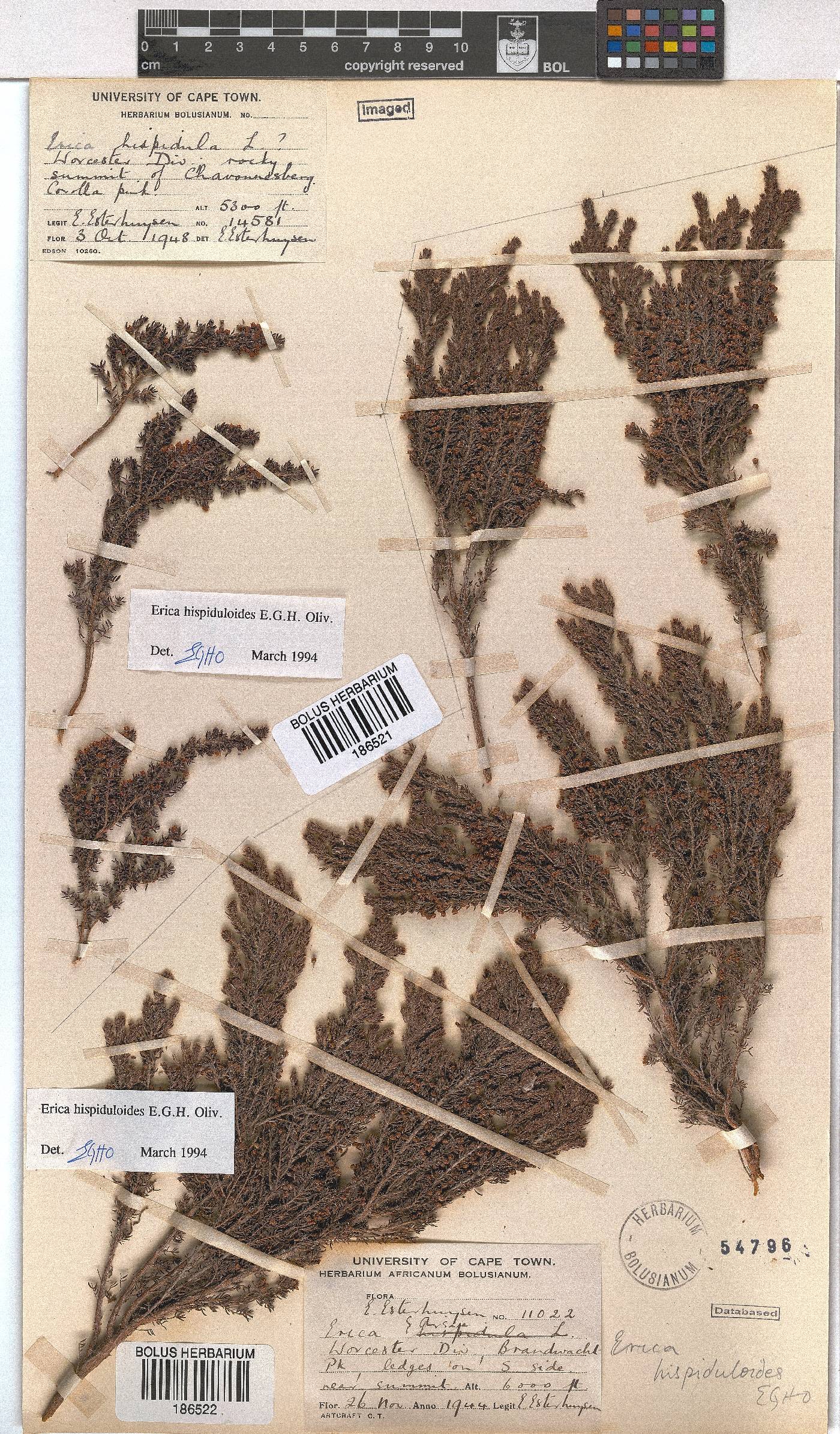 Erica hispiduloides image