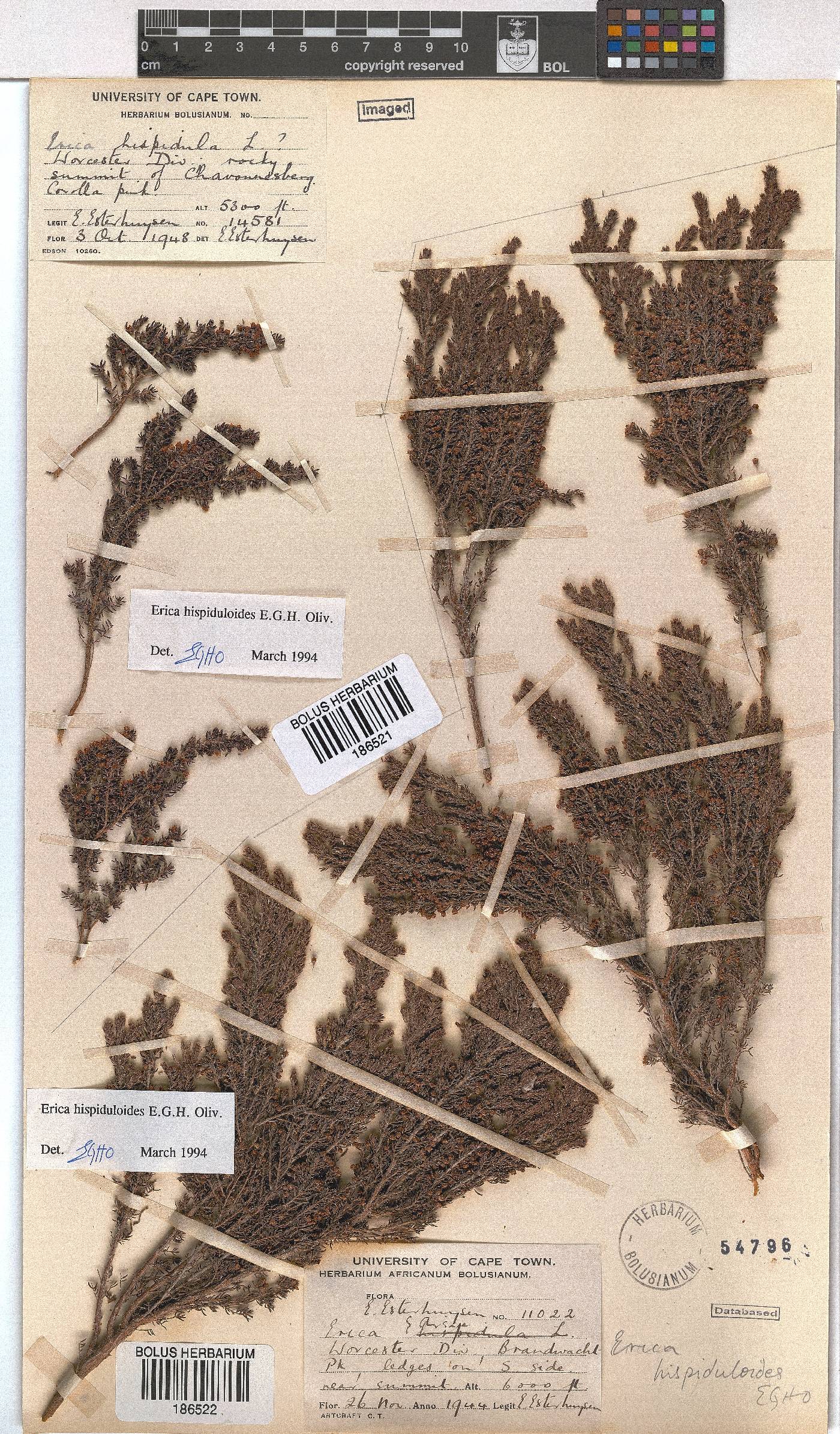 Erica hispiduloides image