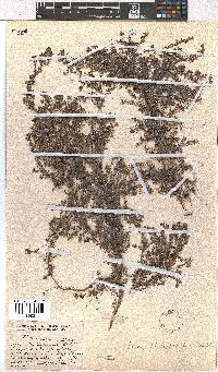 Erica philippioides image