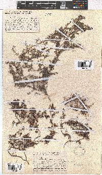 Erica philippioides image