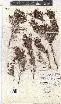 Erica philippioides image