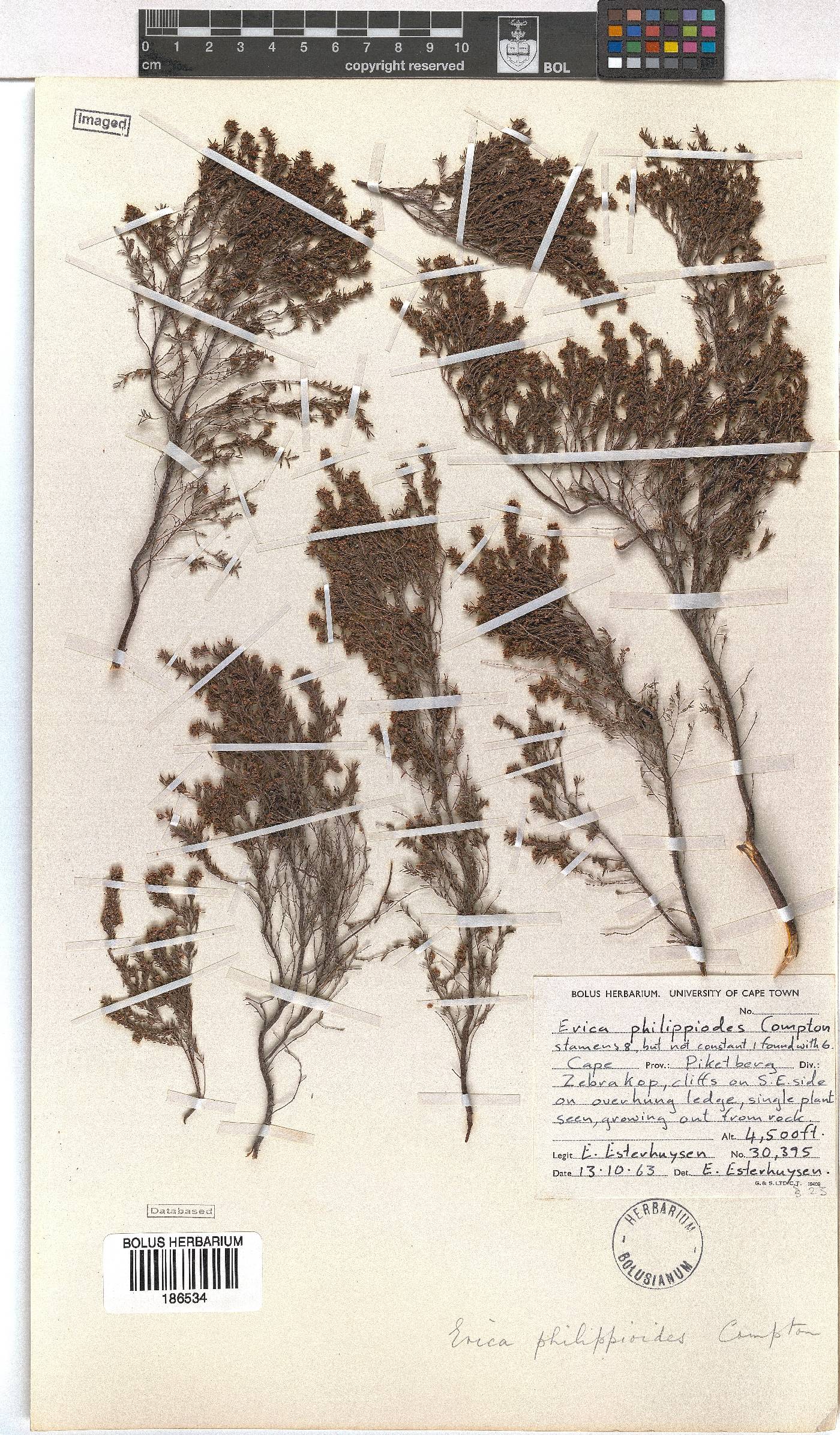 Erica philippioides image