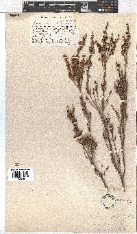 Erica zwartbergensis image