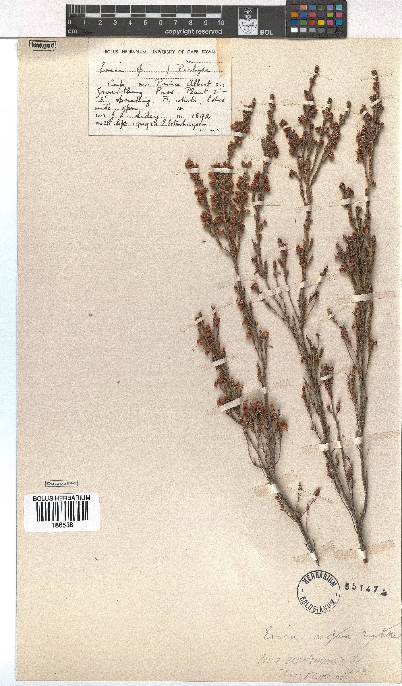 Erica zwartbergensis image