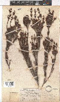 Erica zwartbergensis image