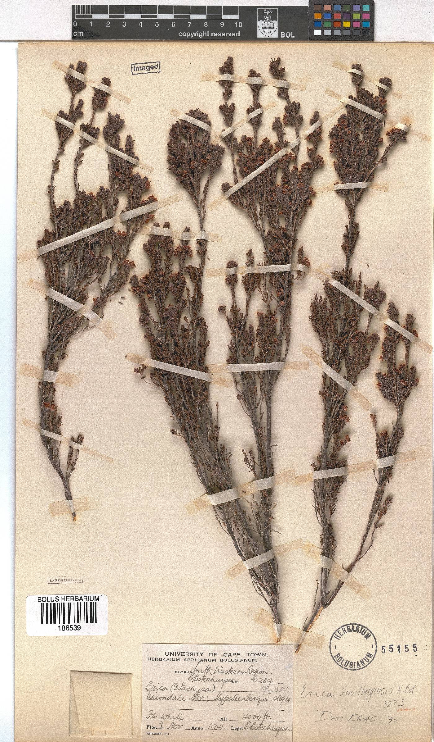 Erica zwartbergensis image